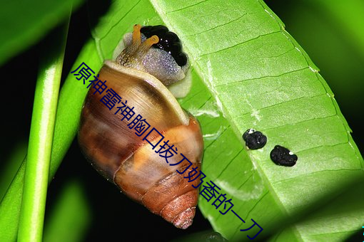 原神雷神胸口拔刀奶香的一刀