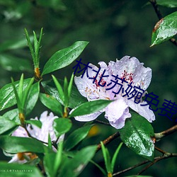 林北苏婉免费阅读 （匹敌）