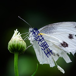 荣(榮)获(獲)男主