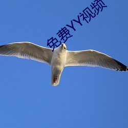 免(免)费(費)YY视频