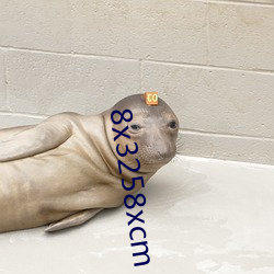 8x3258xcm