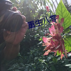 重生八零