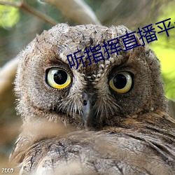 聽指揮直播平台