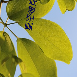 星空彼岸辰东