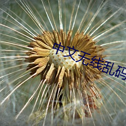 中(zhōng)文无线乱码