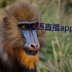 心语直播app