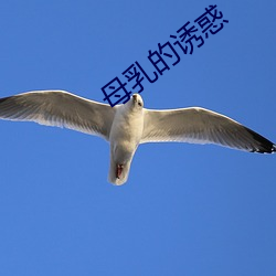 母乳的诱(誘)惑
