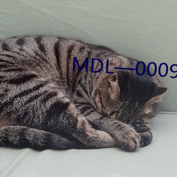 MDL—0009致八零年代的我