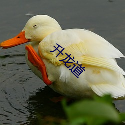 升龙道