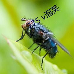 775 v泡芙