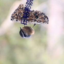 日韓影院軟件下載