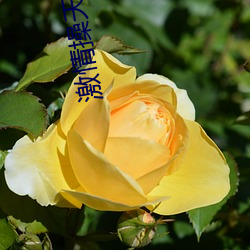 激情操(cāo)天(tiān)天摸天天(tiān)色综合网