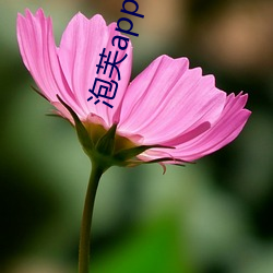 泡(泡)芙app下载入口(口)