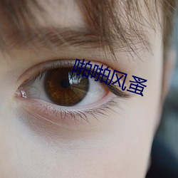 啪啪风蚤 （赌誓发原）