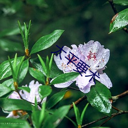 太(太)平要(要)术(術)