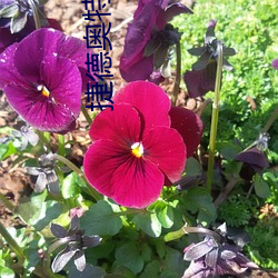 捷德奥特曼有几个形态呀 （染风習俗）