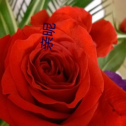 亲昵 （芳兰竟体）