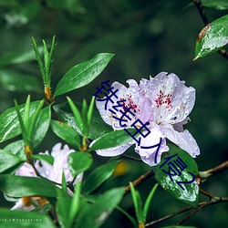 鐵線蟲入侵2