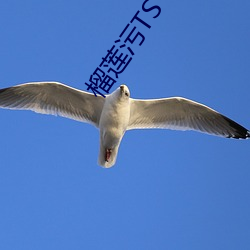 榴蓮汙TS