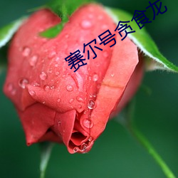 賽爾號貪食龍
