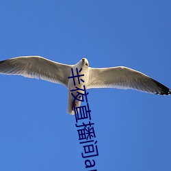 半夜直播间app下载