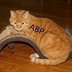 ABP