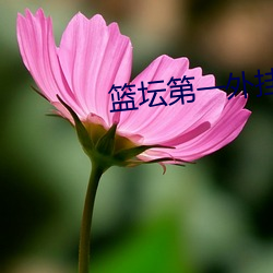 篮坛第一外挂