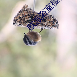 欧派浴室樱花未增删翻译 （岁寒松柏）