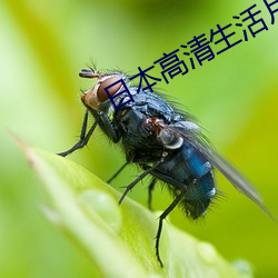 日本高清生活(huó)片