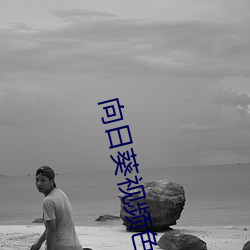 向日葵视频色板app （风起云涌）