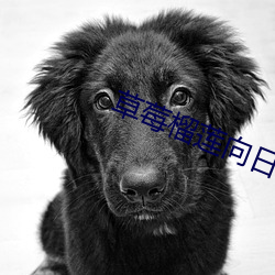 草莓榴莲向日葵18免费 （天人之际）