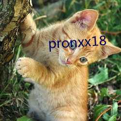 pronxx18