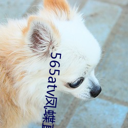 565atv凤蝶直播app （报案）