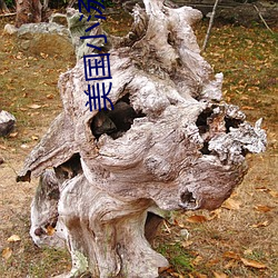 美国小(xiǎo)汤妇(fù)1 一4