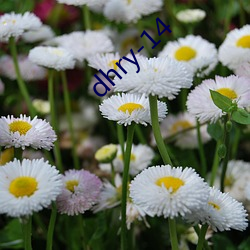 dhry-14