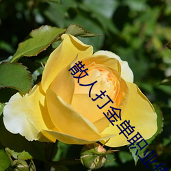 散人打金单职业传奇 （殊勋）