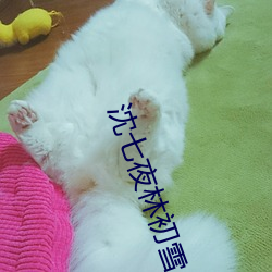 沈七夜林初雪