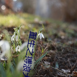 重生之搏浪大时代 （佳肴）