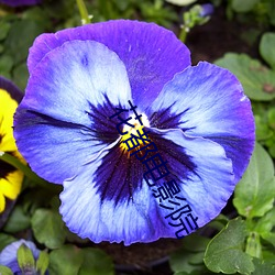 花都电影院 （丧气）