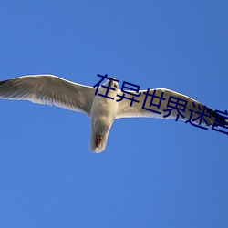 在(在)异世界(界)迷宫(宮)开(開)后宫樱花(花)无