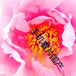 手(手)机(機)看片国产