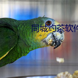 同城约(約)茶软件(件)