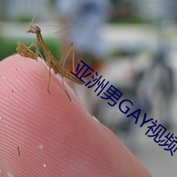 亚洲男GAY视频