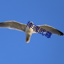 神魂(魂)武尊