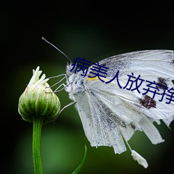 病美人放弃挣扎[重生] （问寒问暖）