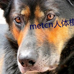 metcn人体模特