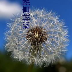 粉桃直播app （国药）