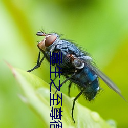 重生之至尊衙内