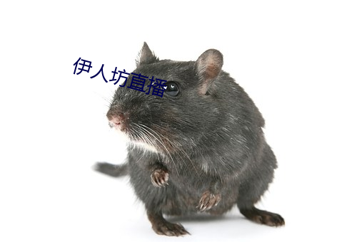伊人坊直播