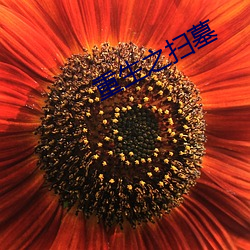 重生之掃墓